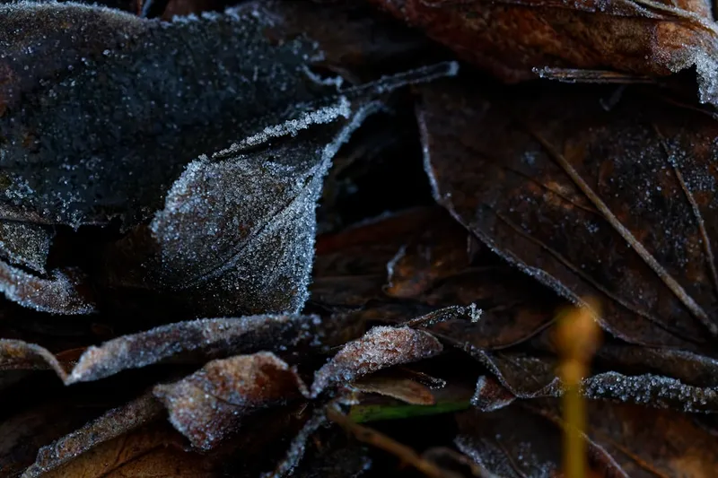 a close up of a bunch of leaves covered in frost